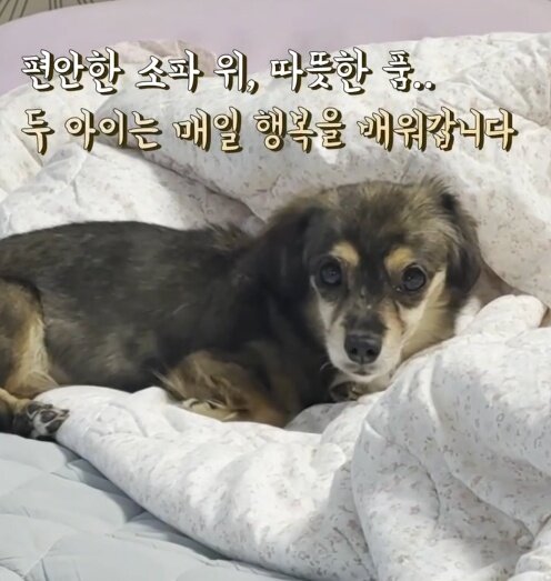 본문 이미지 - 소파 위에서 편안하게 쉬고 있는 산들이&#40;VIP동물의료센터 제공&#41; ⓒ 뉴스1
