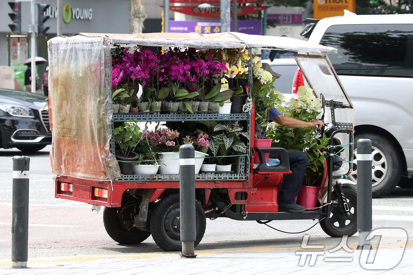 (대구=뉴스1) 공정식 기자 = 폭염이 일주일 넘게 이어진 4일 오후 대구 수성구 달구벌대로에서 한 상인이 꽃화분을 가득 실은 삼륜차를 타고 이동하고 있다. 2025.7.4/뉴스1 …