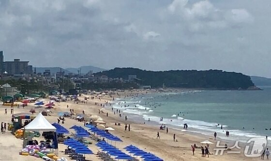 본문 이미지 - 5일 보령 대천해수욕장에서 피서객들이 해수욕을 즐기고 있다. &#40;독자제공, 재판매 및 DB금지&#41; / 뉴스1
