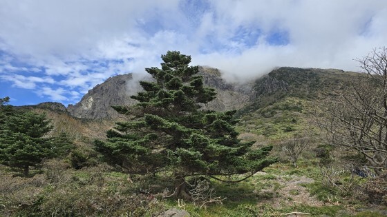 2050년 성탄절 트리 한반도서 멸종…21세기말 산불 위험은 2.5배