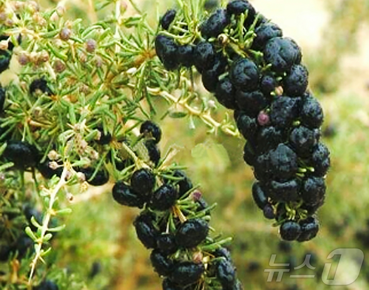 (평양 노동신문=뉴스1) = 북한 노동당 기관지 노동신문은 6일 "최근에 검은 구기자 나무 열매에 들어있는 다당이 강한 피로회복 작용을 한다는 것이 밝혀졌다"라고 보도했다. [국내 …