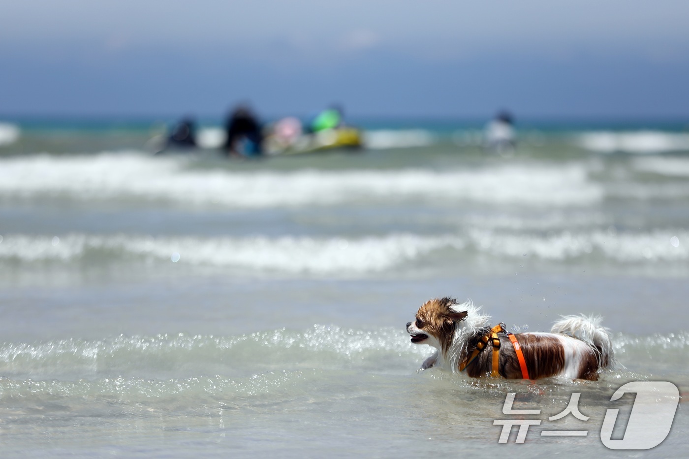 (제주=뉴스1) 고동명 기자 = 전국에 폭염특보가 발효된 6일 오후 제주시 함덕해수욕장 내 반려견 동반 해변인 '함도그비치'에서 반려견들이 물놀이를 하고 있다.2025.7.6/뉴스 …