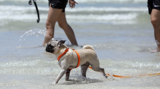 제주도, 5~6월 반려견 동물등록 자진신고 운영…7월 집중단속