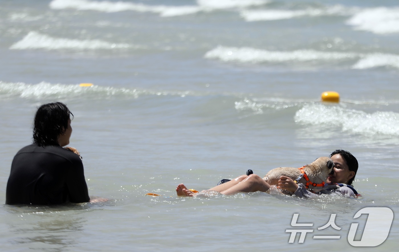 (제주=뉴스1) 고동명 기자 = 전국에 폭염특보가 발효된 6일 오후 제주시 함덕해수욕장 내 반려견 동반 해변인 '함도그비치'에서 반려견들이 물놀이를 하고 있다.2025.7.6/뉴스 …