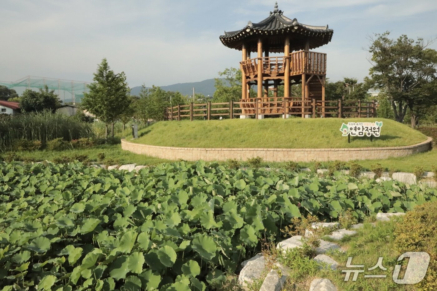 본문 이미지 - 6일 찾은 울산 북구 연암정원 모습.2025.7.6./뉴스1 김세은 기자