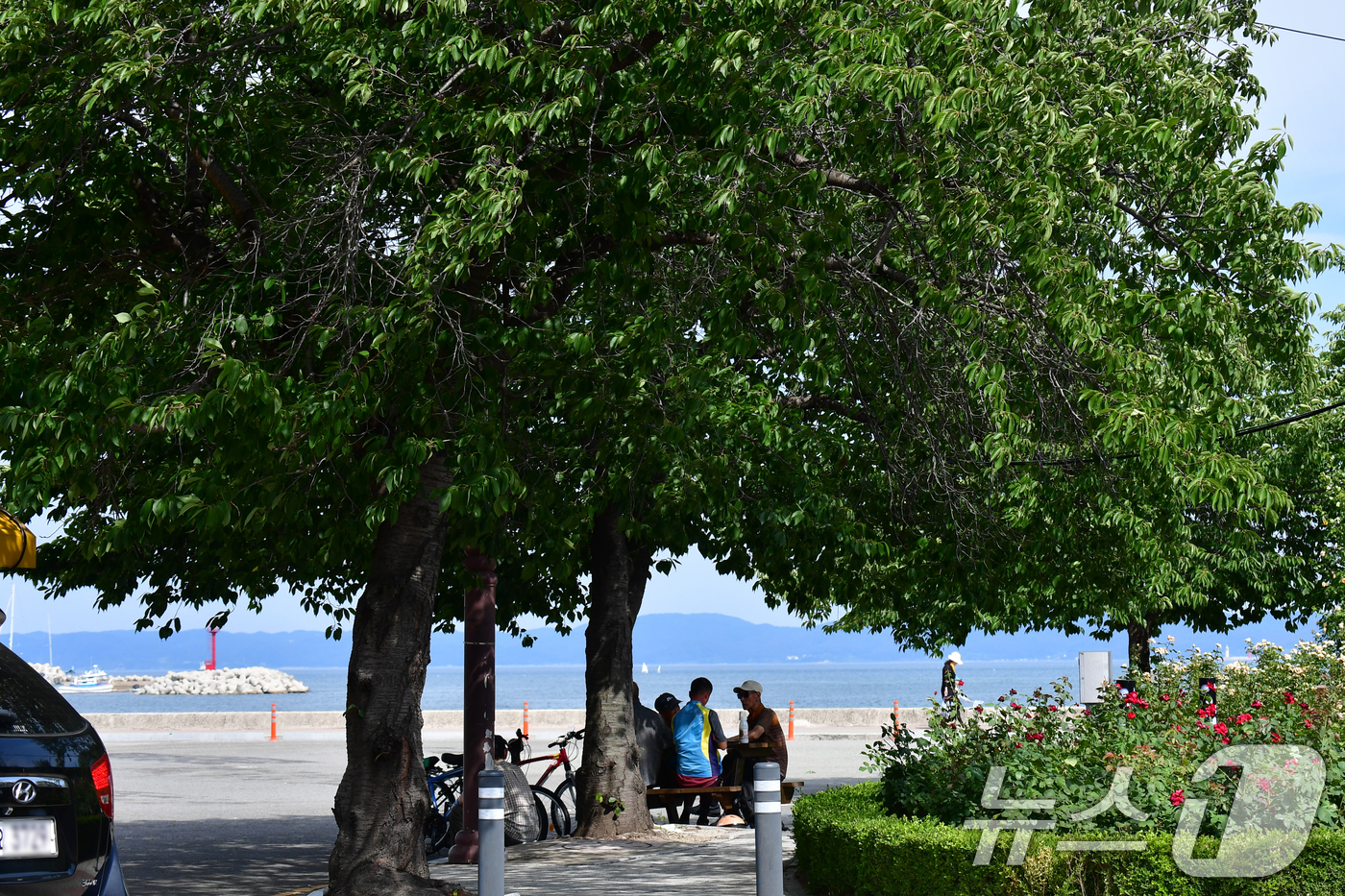 (포항=뉴스1) 최창호 기자 = 6일 경북  포항시 전역에 폭염특보가 발령 중인 가운데 시민들이 북구 영일대해수욕장 나무 그늘 아래에서 더위를 식히고 있다. 2025.7.6/뉴스1 …