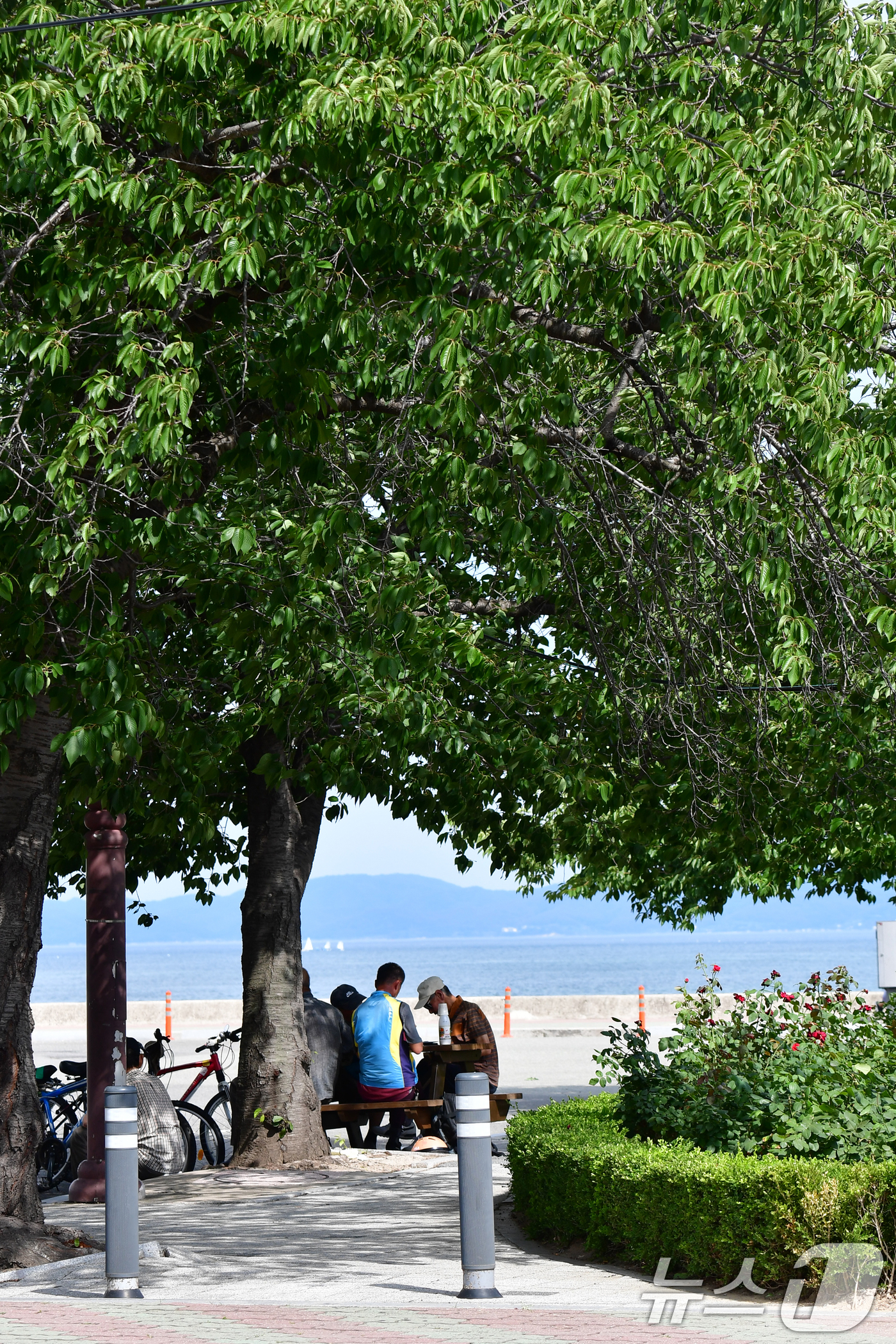 (포항=뉴스1) 최창호 기자 = 6일 경북  포항시 전역에 폭염특보가 발령 중인 가운데 시민들이 북구 영일대해수욕장 나무 그늘 아래에서 더위를 식히고 있다.  2025.7.6/뉴스 …