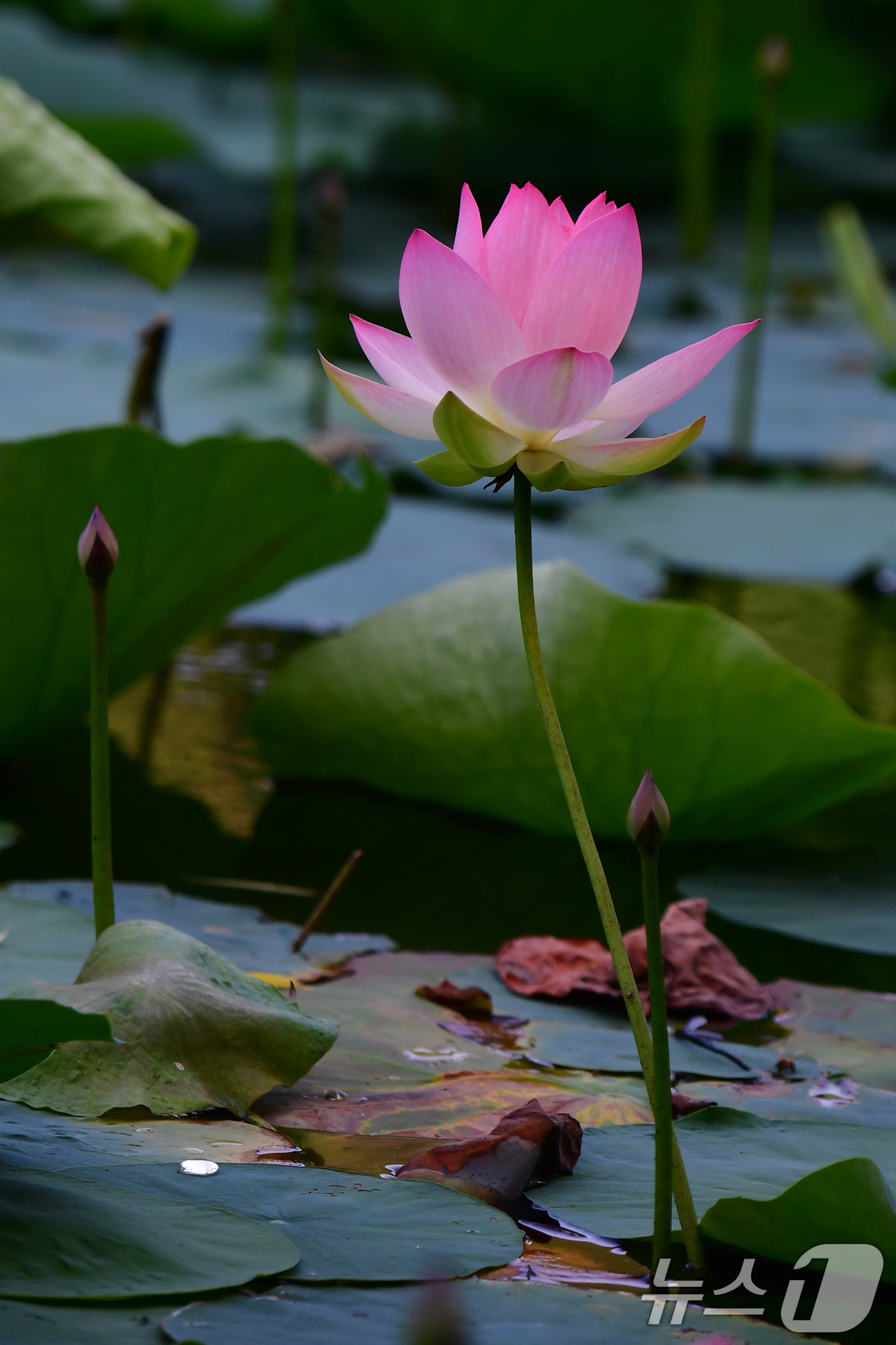 (포항=뉴스1) 최창호 기자 = 7일 오전 경북 포항시 북구 용흥동에 있는 작은 연못에서 연꽃들이 꽃망울을 터뜨리고 있다. 2025.7.7/뉴스1