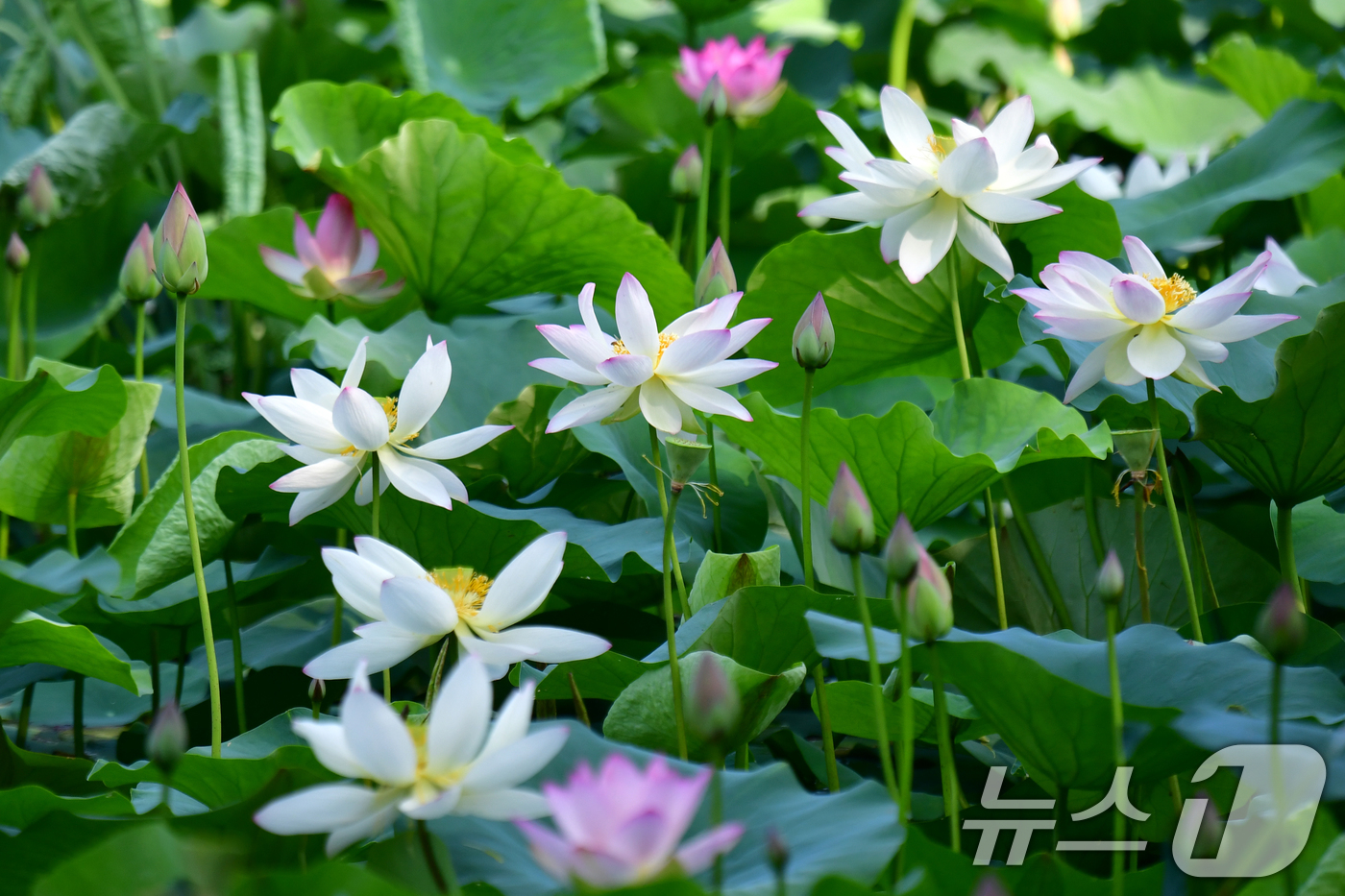 (포항=뉴스1) 최창호 기자 = 7일 오전 경북 포항시 북구 용흥동에 있는 작은 연못에서 연꽃들이 꽃망울을 터뜨리고 있다. 2025.7.7/뉴스1