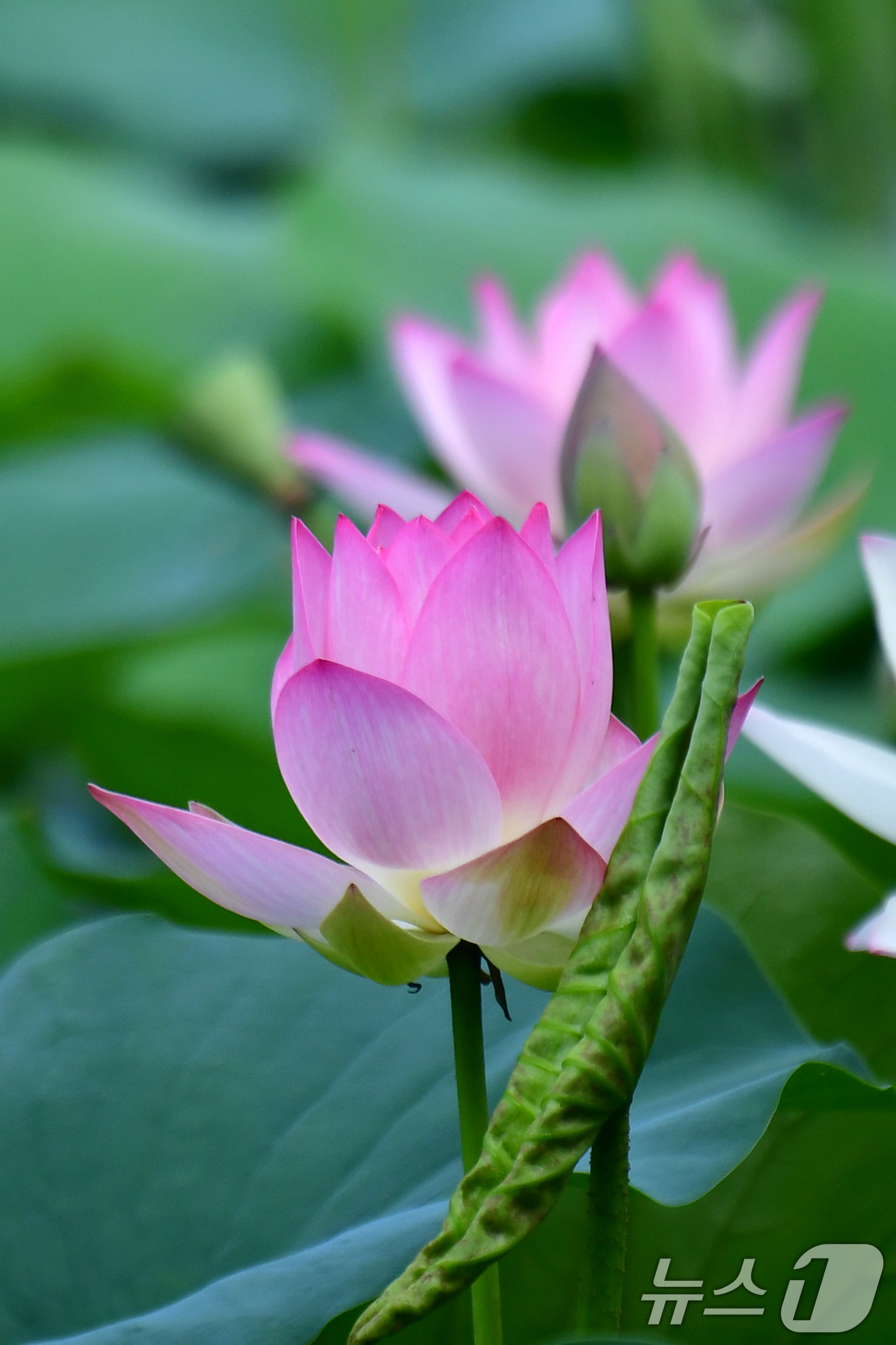 (포항=뉴스1) 최창호 기자 = 7일 오전 경북 포항시 북구 용흥동에 있는 작은 연못에서 연꽃들이 꽃망울을 터뜨리고 있다.  2025.7.7/뉴스1