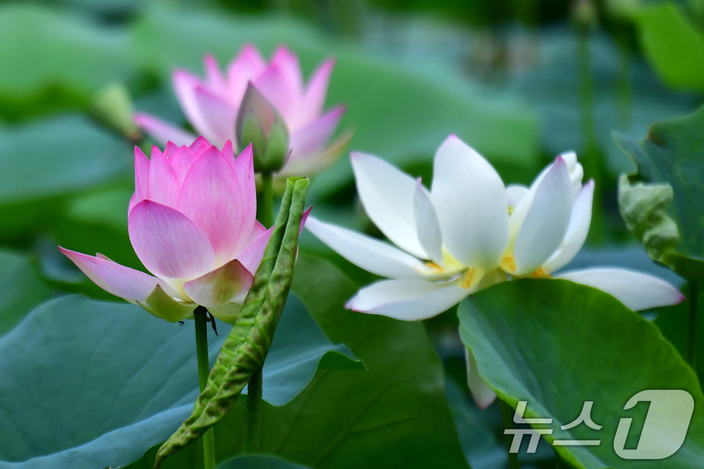 (포항=뉴스1) 최창호 기자 = 7일 오전 경북 포항시 북구 용흥동에 있는 작은 연못에서 연꽃들이 꽃망울을 터뜨리고 있다. 2025.7.7/뉴스1