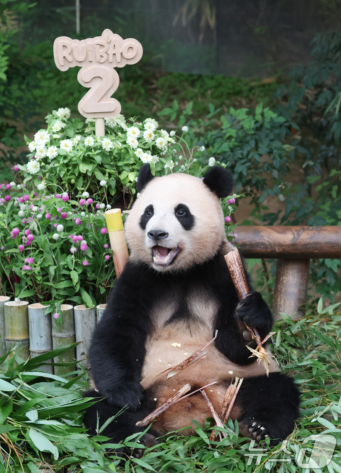 (용인=뉴스1) 김영운 기자 = 쌍둥이 아기판다 루이바오·후이바오가 두돌 생일을 맞은 7일 오전 경기 용인시 처인구 에버랜드 판다월드에서 후이바오가 먹이를 먹고 있다. 2025.7 …