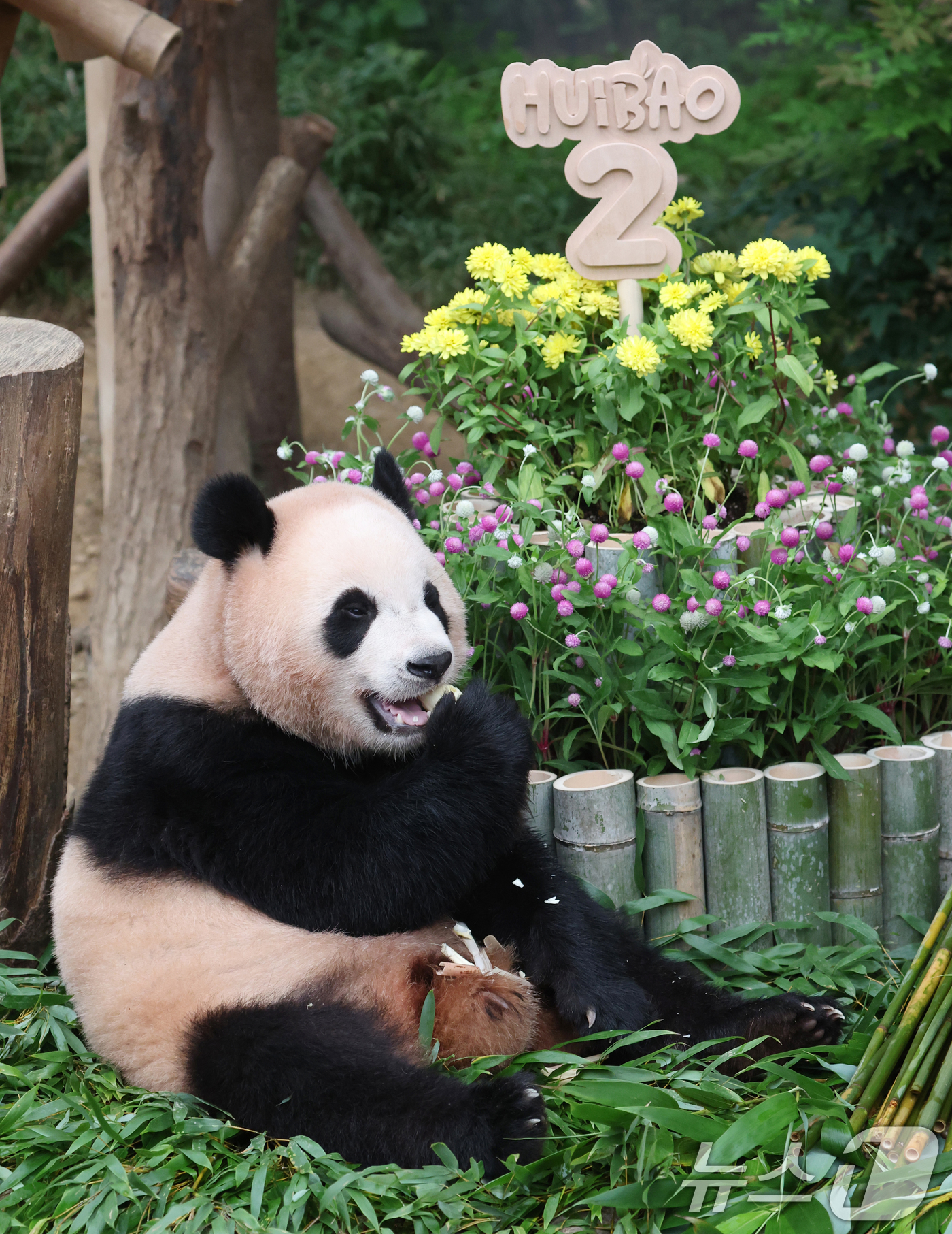 (용인=뉴스1) 김영운 기자 = 쌍둥이 아기판다 루이바오·후이바오가 두돌 생일을 맞은 7일 오전 경기 용인시 처인구 에버랜드 판다월드에서 루이바오가 먹이를 먹고 있다. 2025.7 …