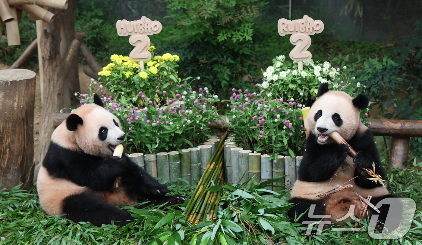 (용인=뉴스1) 김영운 기자 = 쌍둥이 아기판다 루이바오·후이바오가 두돌 생일을 맞은 7일 오전 경기 용인시 처인구 에버랜드 판다월드에서 루이바오·후이바오가 먹이를 먹고 있다. 2 …