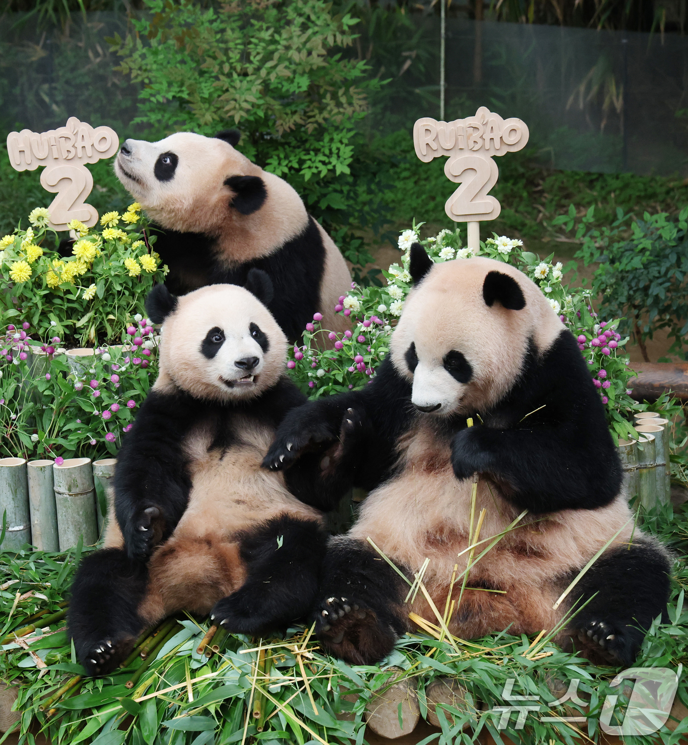 (용인=뉴스1) 김영운 기자 = 쌍둥이 아기판다 루이바오·후이바오가 두돌 생일을 맞은 7일 오전 경기 용인시 처인구 에버랜드 판다월드에서 엄마 아이바오와 루이바오·후이바오가 먹이를 …