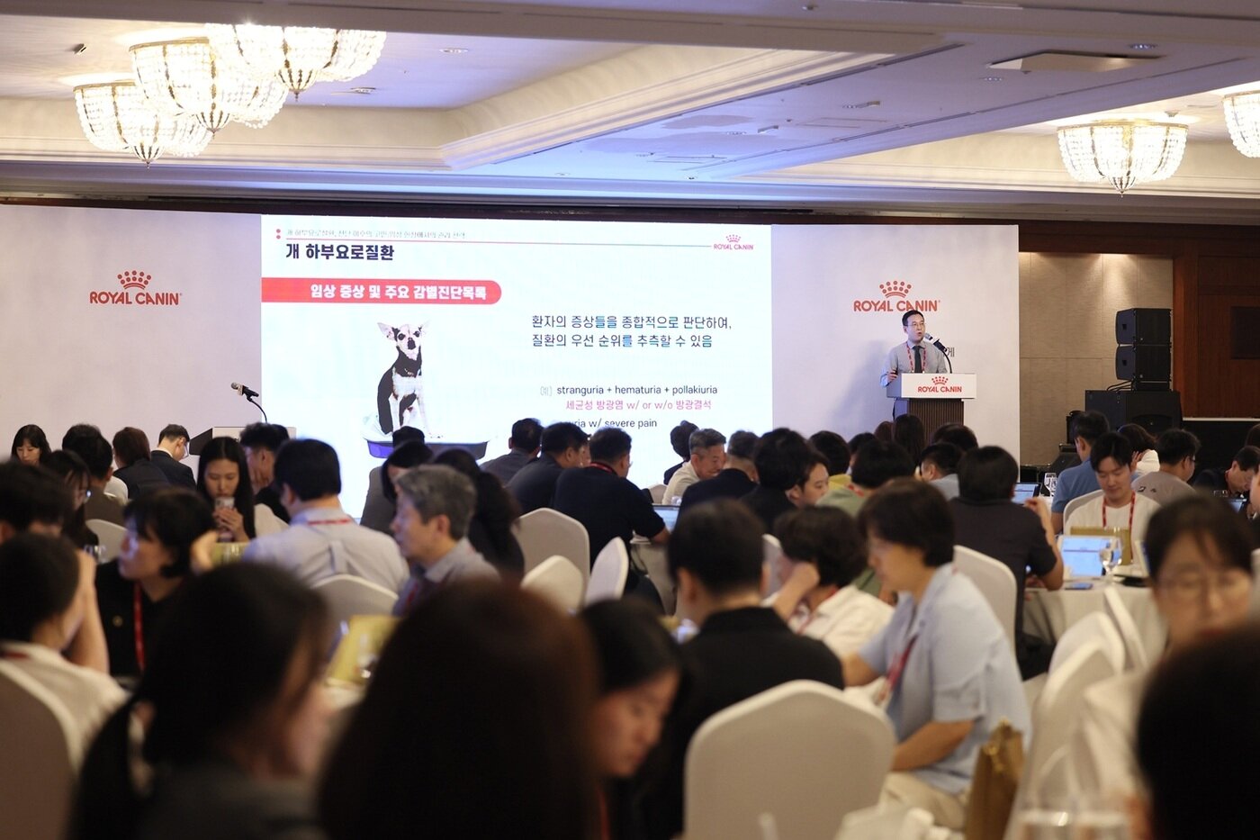 본문 이미지 - 송우진 제주대 수의과대학 교수가 로얄캐닌 심포지엄에서 강연하고 있다&#40;로얄캐닌 제공&#41;. ⓒ 뉴스1
