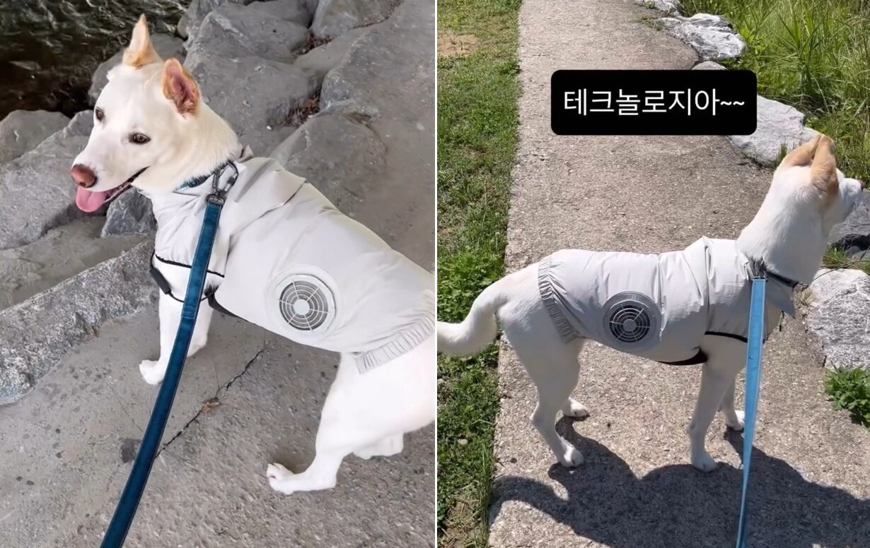 본문 이미지 - 보호자가 직접 만든 반려견용 혹서기 쿨링 의상(인스타그램 banpo_puppy 제공) ⓒ 뉴스1