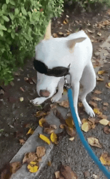 본문 이미지 - 보호자가 사람용 선글라스로 반포 두상에 맞게 제작한 도글라스(인스타그램 banpo_puppy 제공) ⓒ 뉴스1