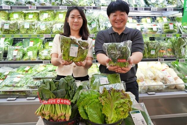 롯데마트, CA저장 시금치·스마트팜 채소 판매…"잎채소 수급 불안 해소"