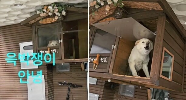 본문 이미지 - 예상치 못한 시점에 튀어나와 짖는 풍산개 짱이. 오한별 씨는 짱이와 친해지는 과정을 기록하는 &#39;심장 떨리는 배송일지&#39; 영상을 올리고 있다&#40;인스타그램 onfactory1 제공&#41;. ⓒ 뉴스1