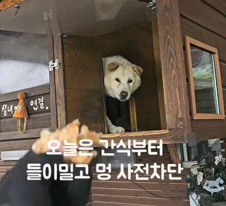 본문 이미지 - 간식으로 친해지기를 시도하는 한별 씨&#40;인스타그램 onfactory1 제공&#41; ⓒ 뉴스1