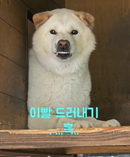 본문 이미지 - 짱이의 건치 자랑. 9회 넘는 간식 배달에도 마음을 쉽게 열지 않는 도도한 짱이&#40;인스타그램 onfactory1 제공&#41; ⓒ 뉴스1