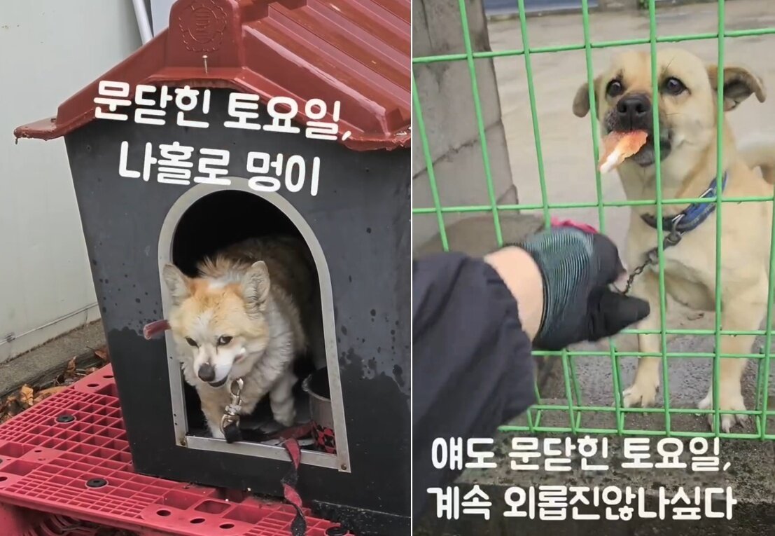 본문 이미지 - 주말에 홀로 묶여있는 개들에게 간식을 주는 택배 기사 한별 씨&#40;인스타그램 onfactory1 제공&#41; ⓒ 뉴스1