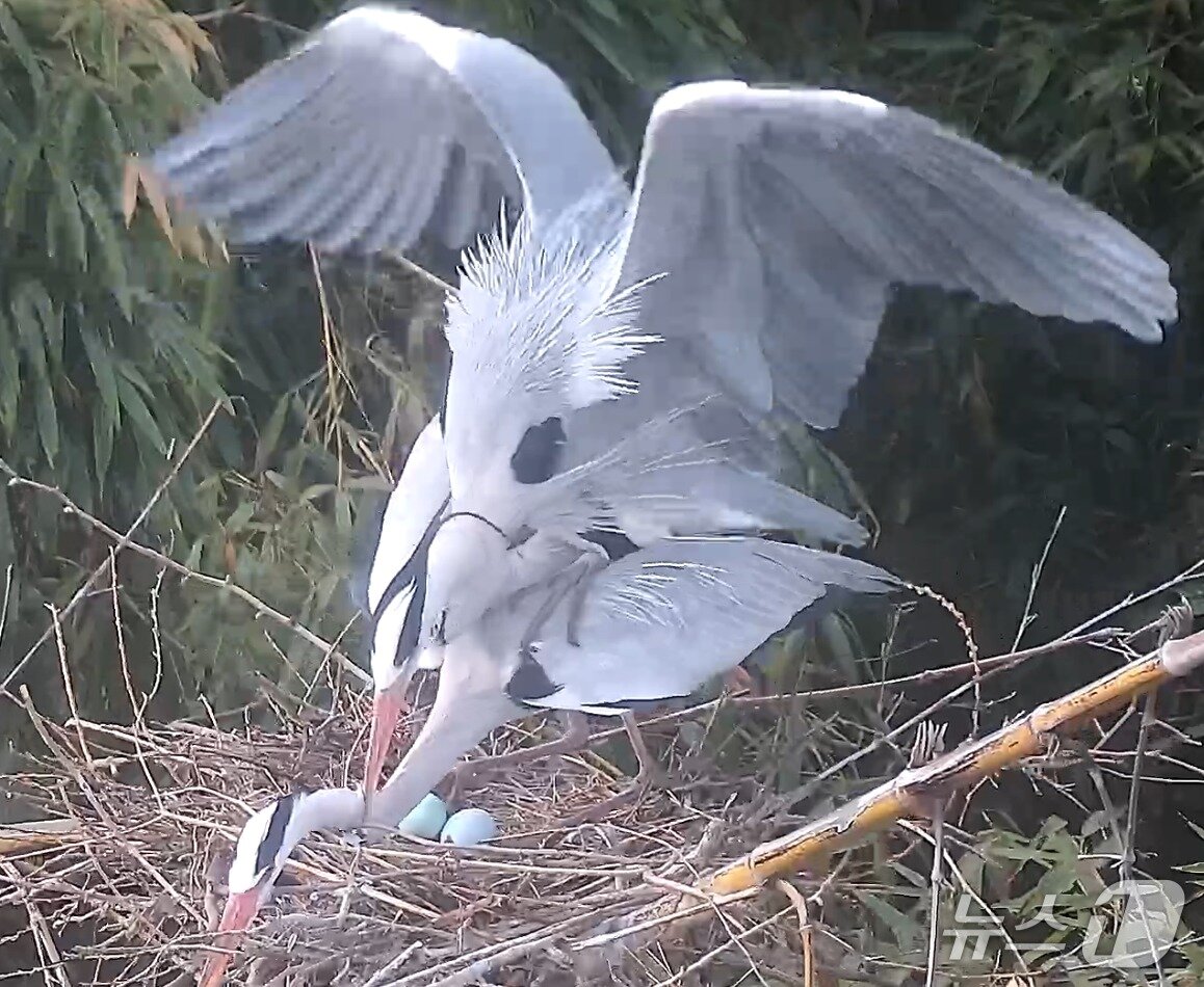 본문 이미지 - 왜가리들이 교미를 하고 있다. (울산시 제공. 재판매 및 DB 금지) /뉴스1