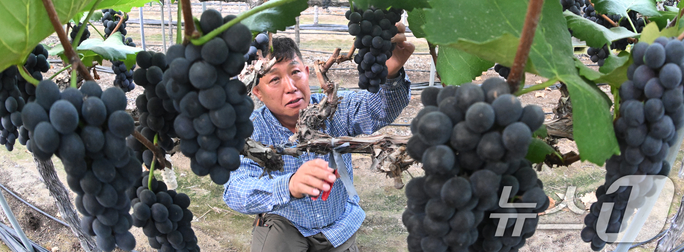 (서울=뉴스1) = 8일 경남 거창군 거창읍 정장리에서 진황토 포도작목반 이윤오씨가 캠벨얼리 포도를 첫 수확하고 있다. (거창군 제공. 재판매 및 DB 금지) 2025.7.8/뉴스 …