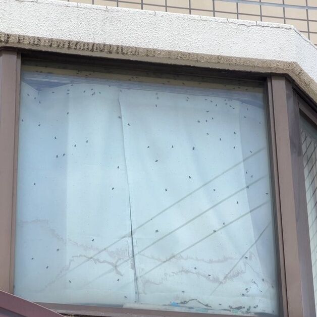 "창문에 파리떼 다닥다닥, 이상해"…행인이 발견한 '고독사 추정 시신'