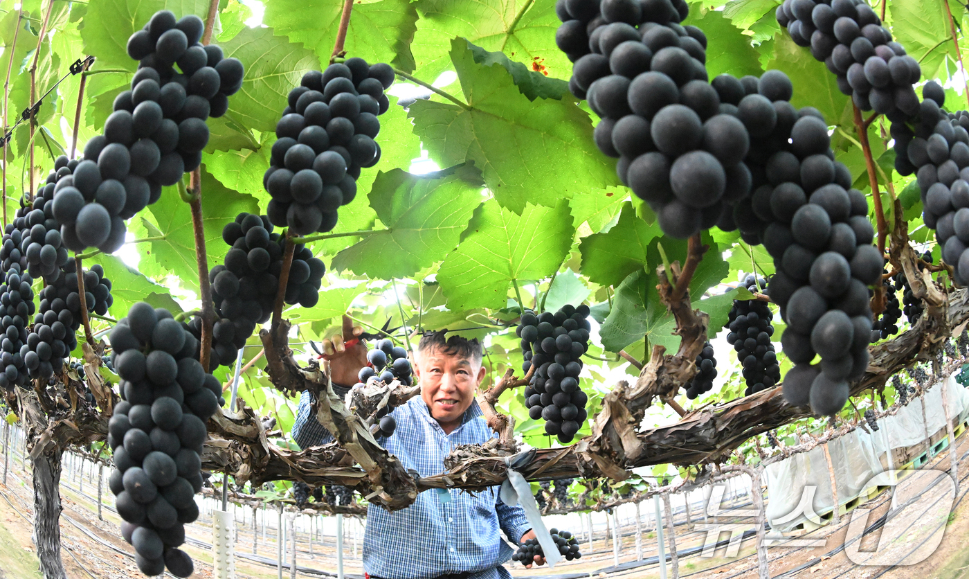 (서울=뉴스1) = 8일 경남 거창군 거창읍 정장리에서 진황토 포도작목반 이윤오씨가 캠벨얼리 포도를 첫 수확하고 있다. (거창군 제공. 재판매 및 DB 금지) 2025.7.8/뉴스 …