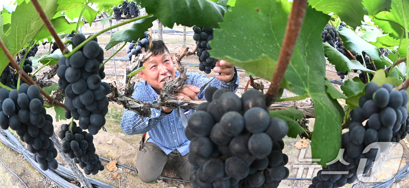 (서울=뉴스1) = 8일 경남 거창군 거창읍 정장리에서 진황토 포도작목반 이윤오씨가 캠벨얼리 포도를 첫 수확하고 있다. (거창군 제공. 재판매 및 DB 금지) 2025.7.8/뉴스 …