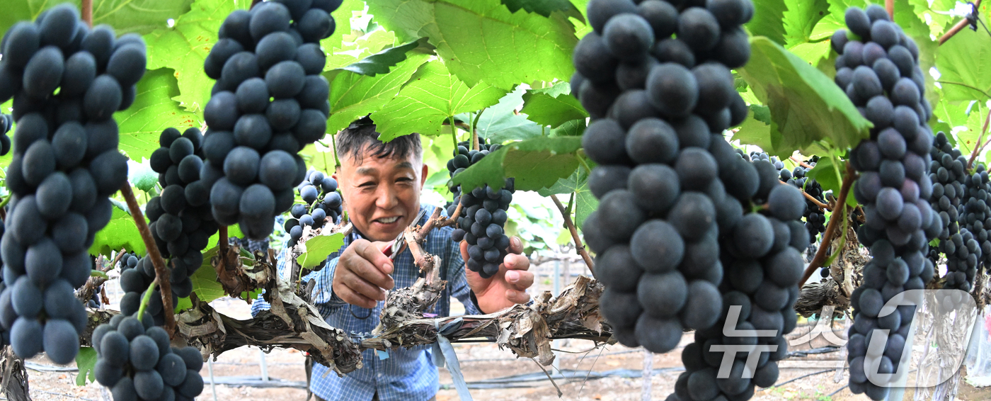 (서울=뉴스1) = 8일 경남 거창군 거창읍 정장리에서 진황토 포도작목반 이윤오씨가 캠벨얼리 포도를 첫 수확하고 있다. (거창군 제공. 재판매 및 DB 금지) 2025.7.8/뉴스 …