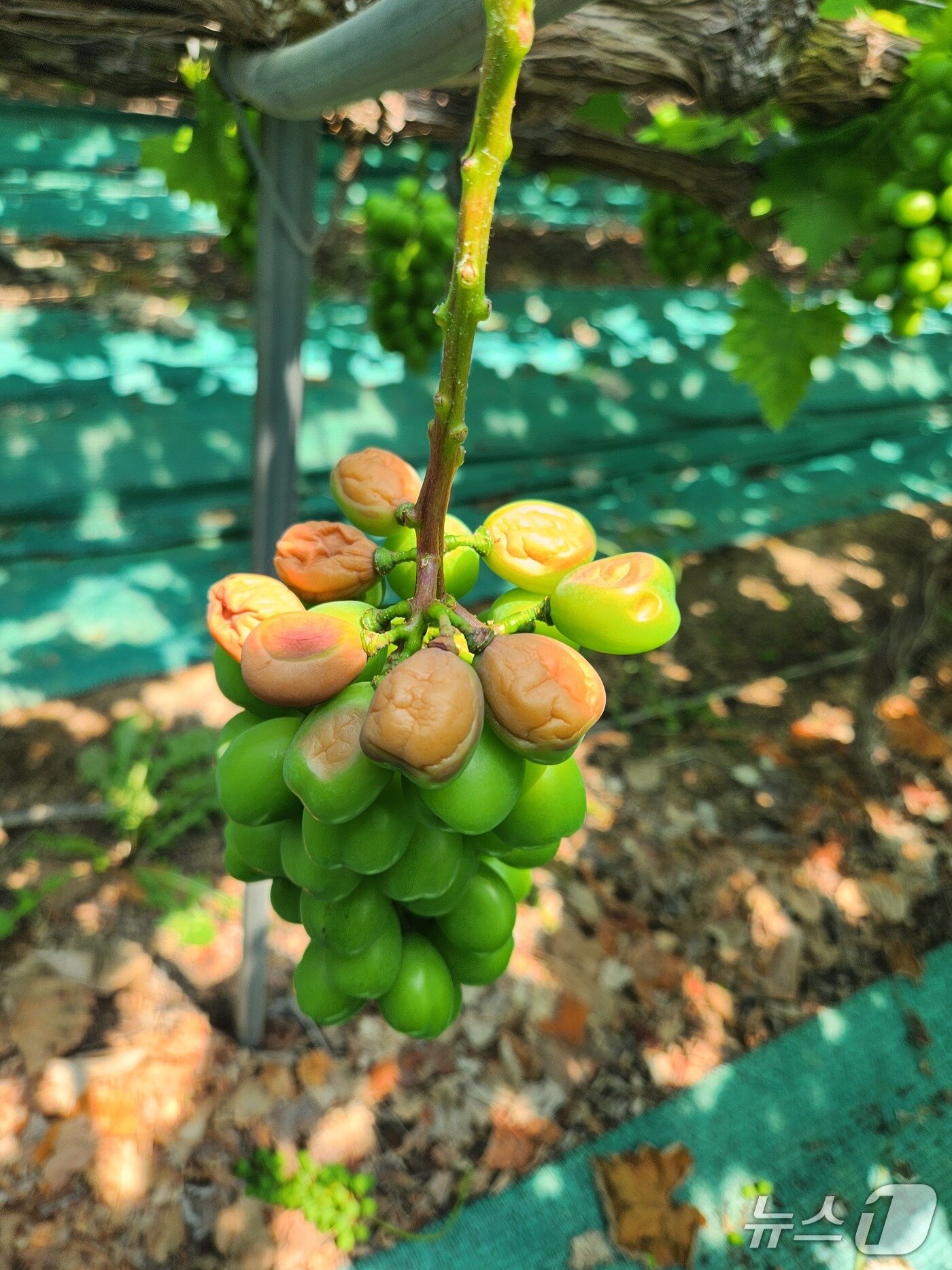 본문 이미지 - 경북 영천의 한 포도 농가에 일소증상으로 과실이 썩어들어가고 있다.(경북농업기술원 제공.재판매 및 DB금지)2025.7.8/뉴스1