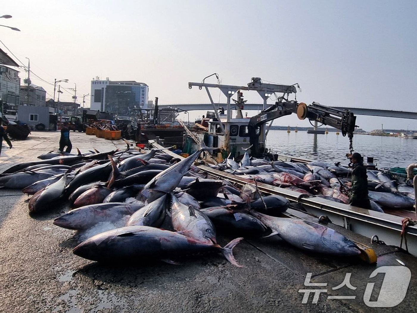 (영덕=뉴스1) 최창호 기자 = 8일 경북 영덕군 강구항에서 어민들이 강구 앞 바다에서 잡힌  대형 참치들을 위판하기 위해 준비하고 있다.참치들은 연안에서 약 20km 떨어진 곳에 …
