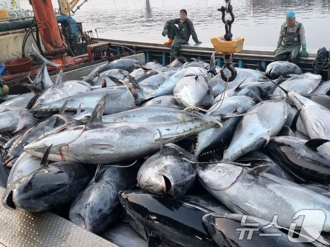 (영덕=뉴스1) 최창호 기자 = 8일 경북 영덕군 강구항에서 어민들이 강구 앞 바다에서 잡힌  대형 참치들을 위판하기 위해 준비하고 있다.참치들은 연안에서 약 20km 떨어진 곳에 …