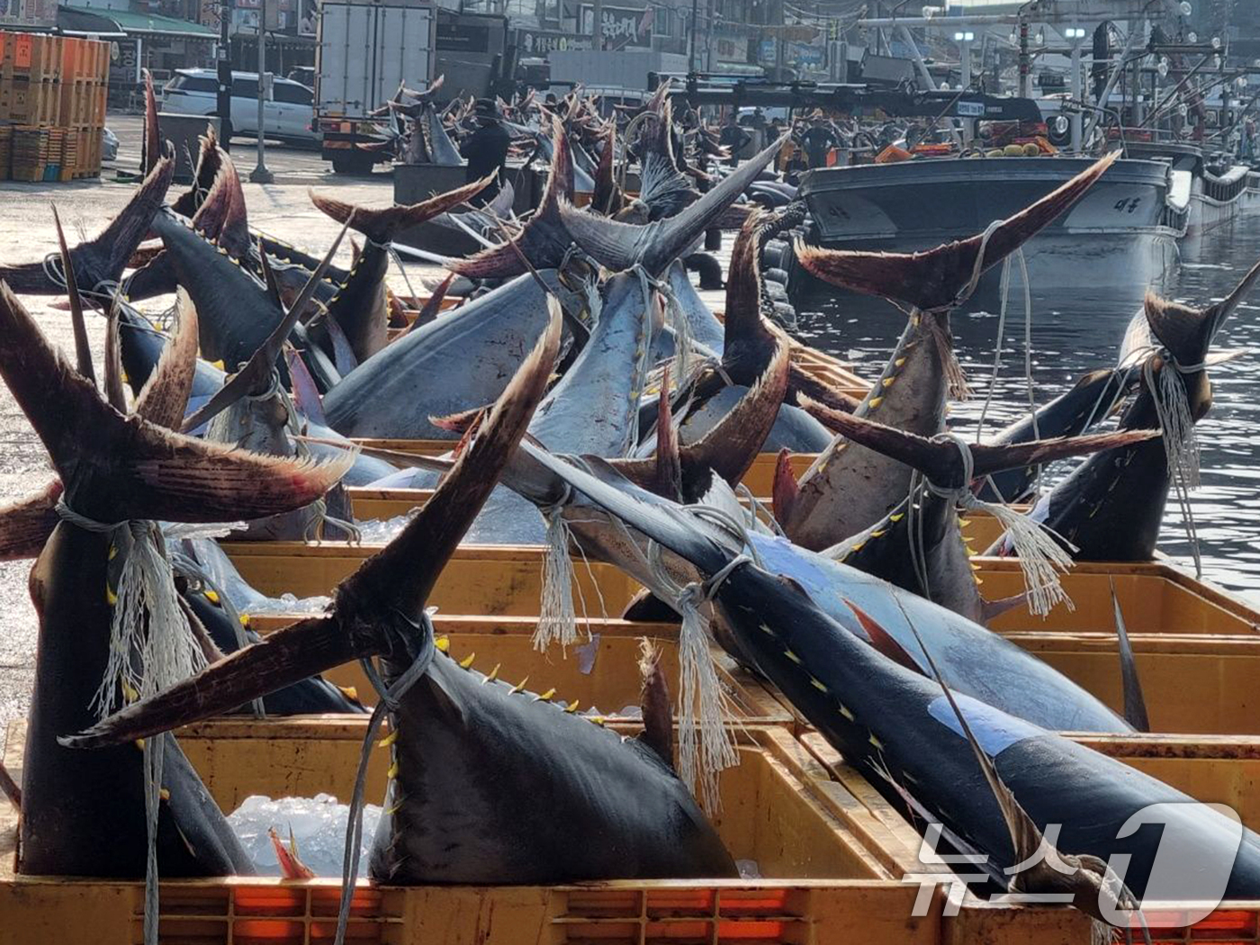 (영덕=뉴스1) 최창호 기자 = 8일 경북 영덕군 강구항에서 어민들이 강구 앞 바다에서 잡힌  대형 참치들을 위판하기 위해 준비하고 있다.참치들은 연안에서 약 20km 떨어진 곳에 …