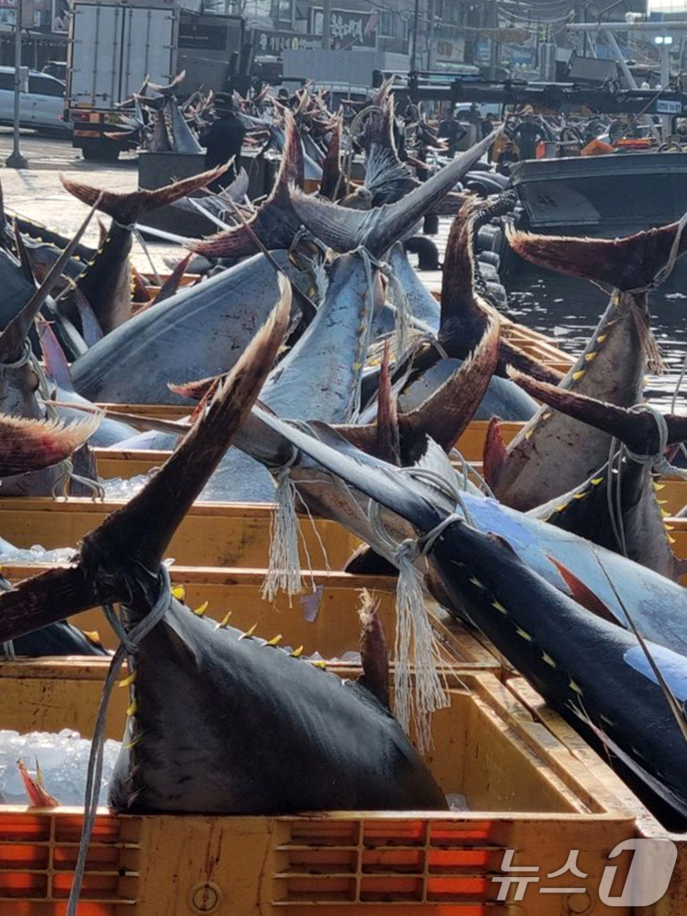 (영덕=뉴스1) 최창호 기자 = 8일 경북 영덕군 강구항에서 어민들이 강구 앞 바다에서 잡힌  대형 참치들을 위판하기 위해 준비하고 있다.참치들은 연안에서 약 20km 떨어진 곳에 …