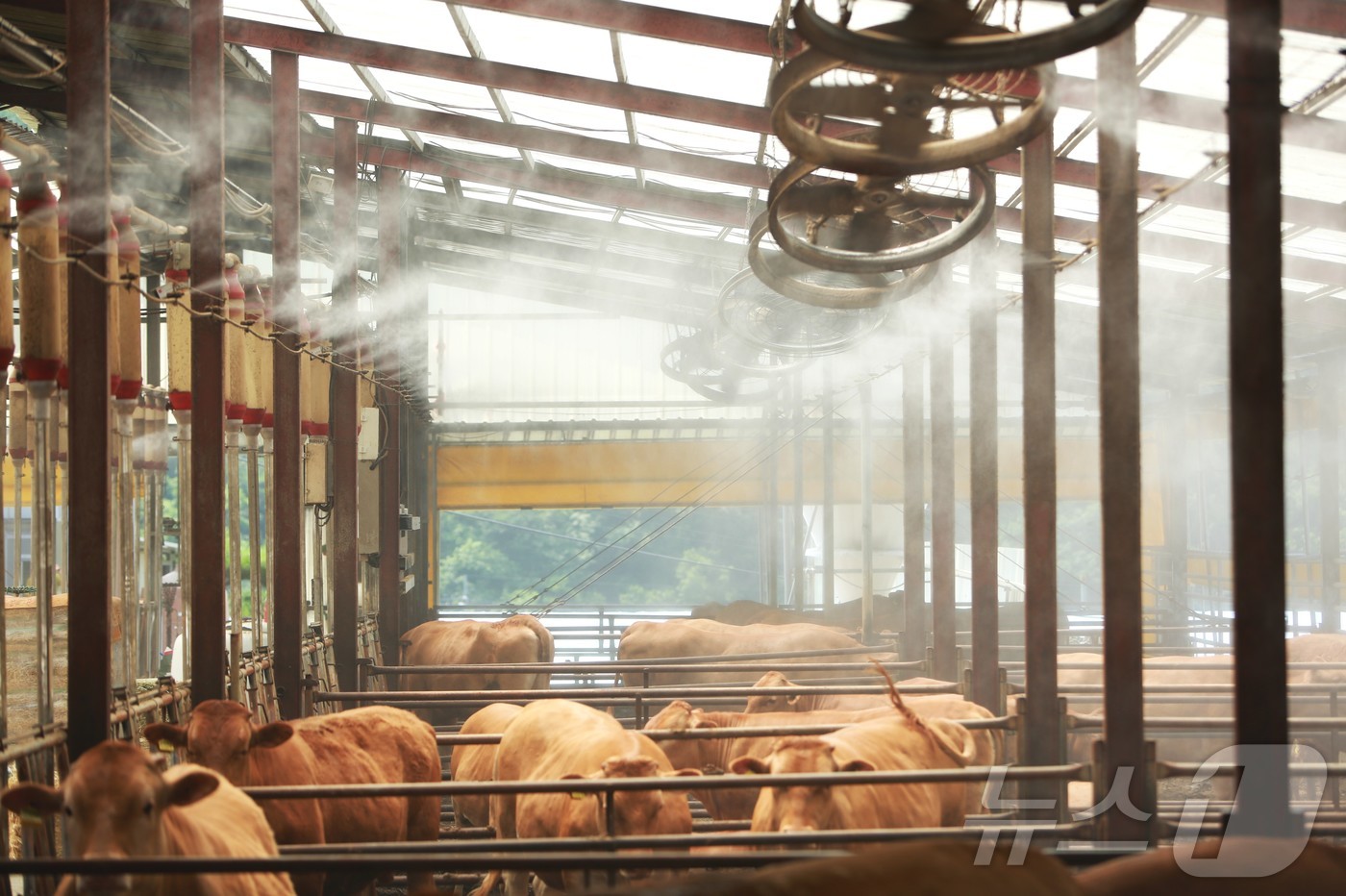 (제천=뉴스1) 손도언 기자 = 연일 폭염이 이어지는 8일 충북 제천시 봉양읍 명암리에 위치한 한우 축사에 살수시설이 풀 가동되고 있다. 2025.7.8./뉴스1