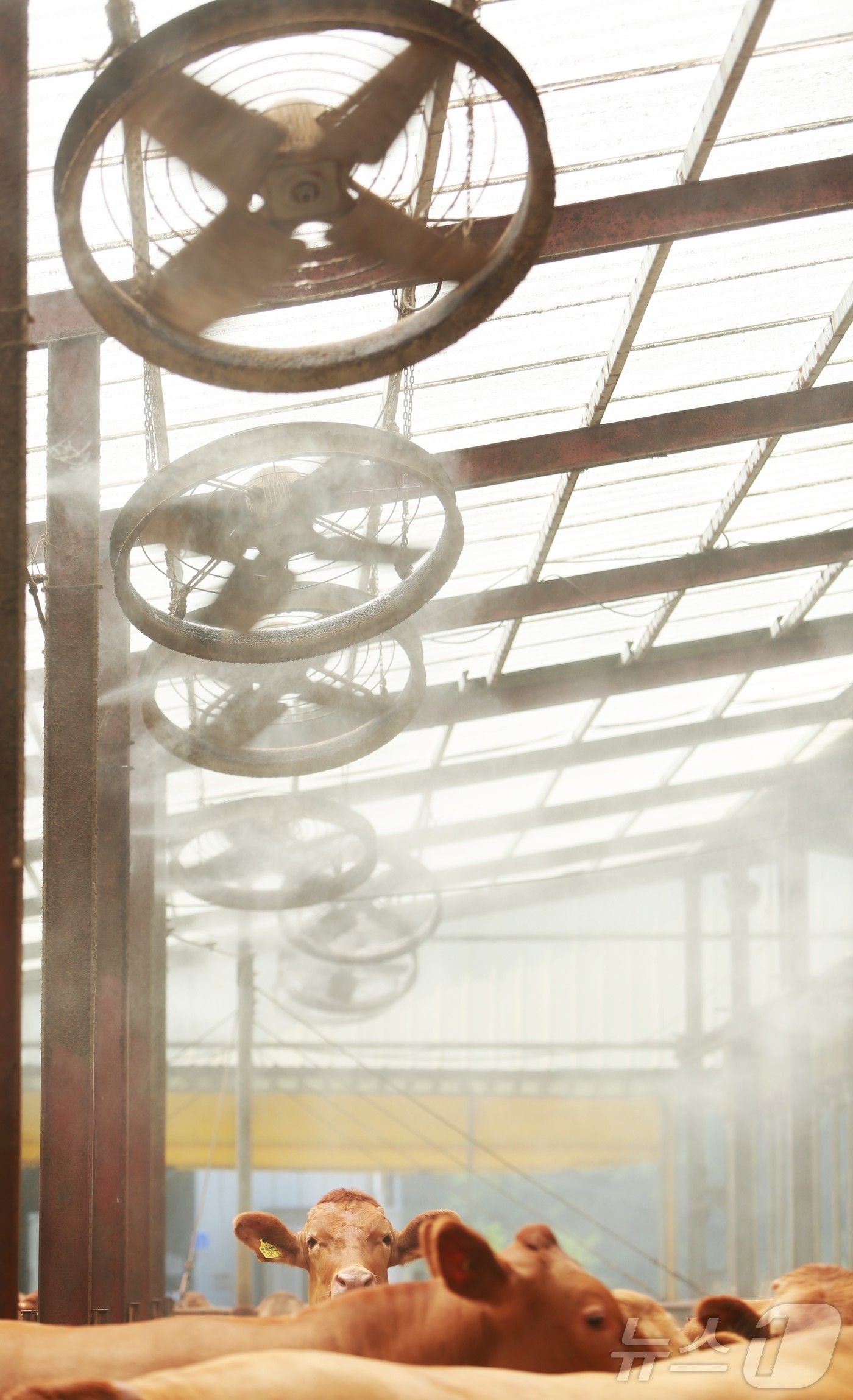 (제천=뉴스1) 손도언 기자 = 연일 폭염이 이어지는 8일 충북 제천시 봉양읍 명암리에 위치한 한우 축사에서 물 입자가 소 등 위로 떨어지고 있다. 2025.7.8./뉴스1