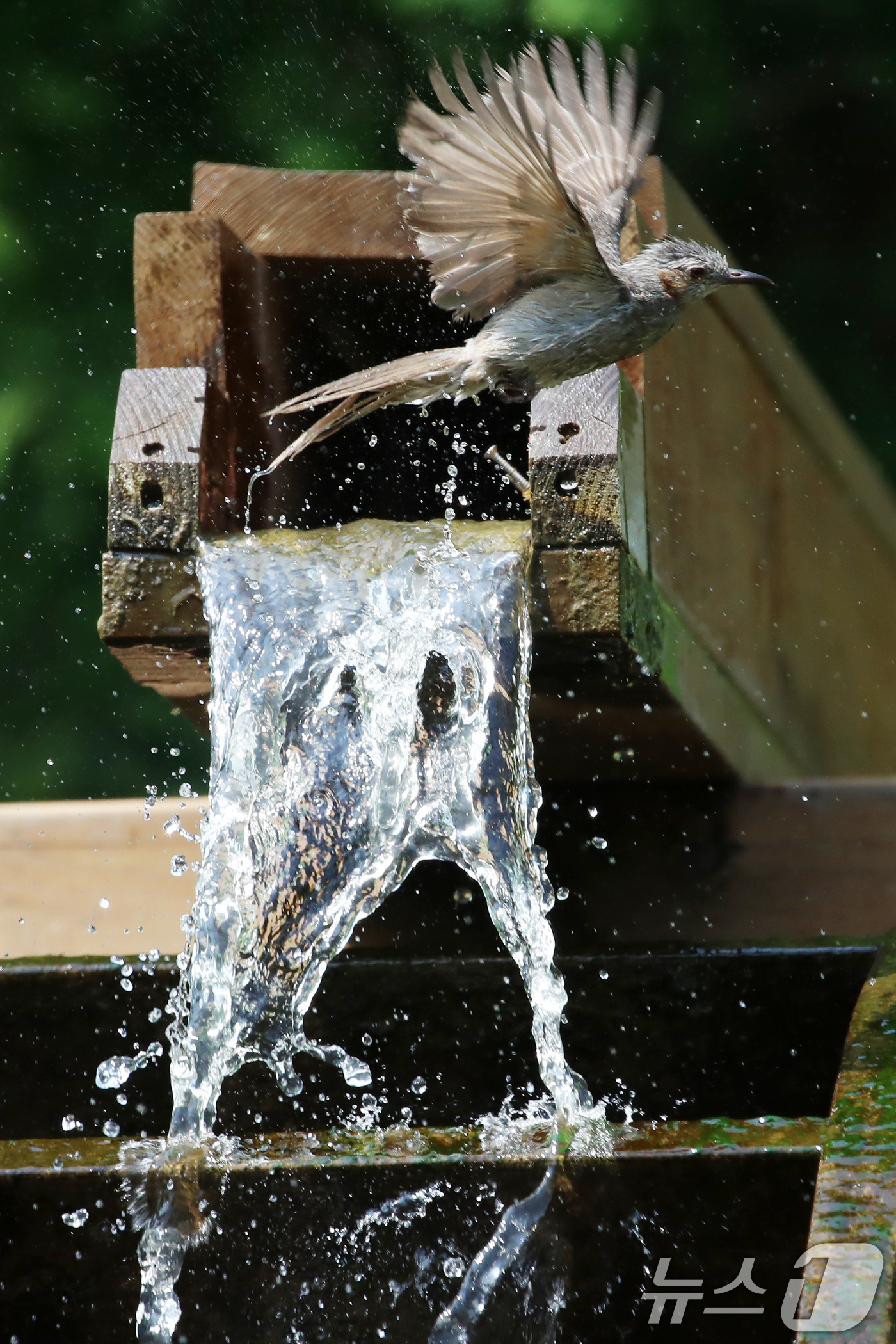 (부산=뉴스1) 윤일지 기자 = 무더위가 이어진 8일 부산 남구 대연수목전시원에서 직박구리 한 마리가 물레방아에 흐르는 시원한 물에 날아들어 더위를 식히며 목욕을 하고 있다.  2 …