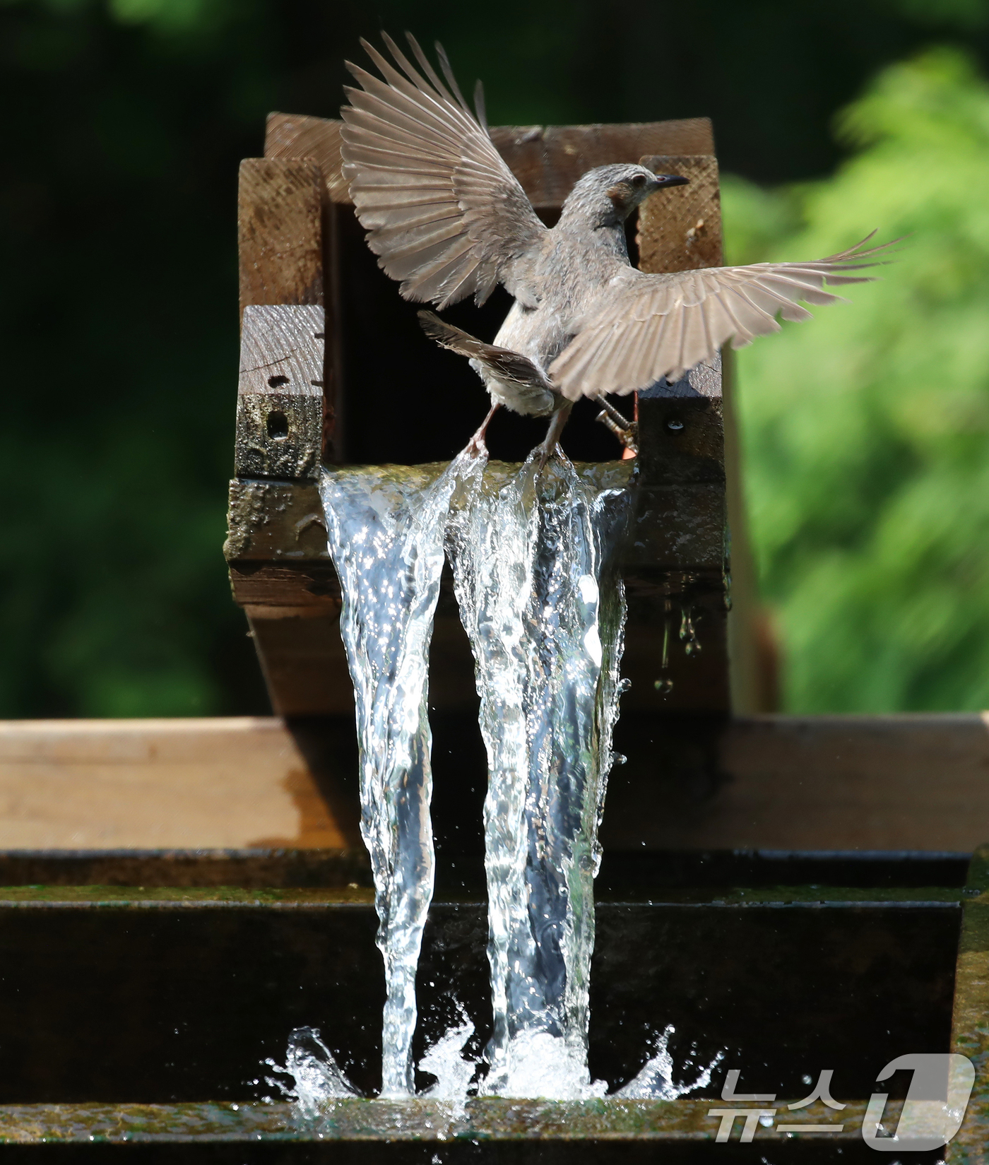 (부산=뉴스1) 윤일지 기자 = 무더위가 이어진 8일 부산 남구 대연수목전시원에서 직박구리 한 마리가 물레방아에 흐르는 시원한 물에 날아들어 더위를 식히며 목욕을 하고 있다.  2 …