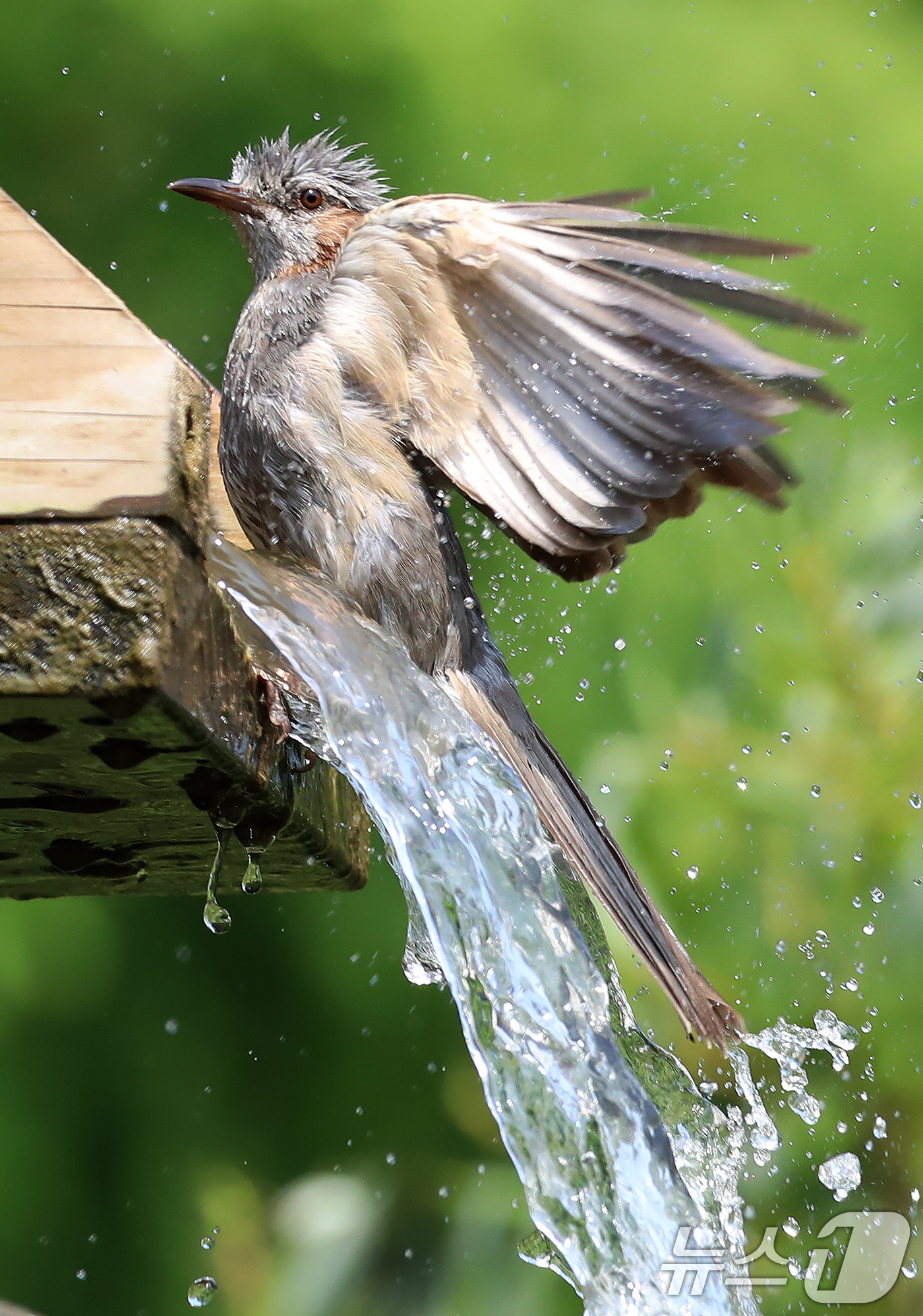 (부산=뉴스1) 윤일지 기자 = 무더위가 이어진 8일 부산 남구 대연수목전시원에서 직박구리 한 마리가 물레방아에 흐르는 시원한 물에 날아들어 더위를 식히며 목욕을 하고 있다.  2 …