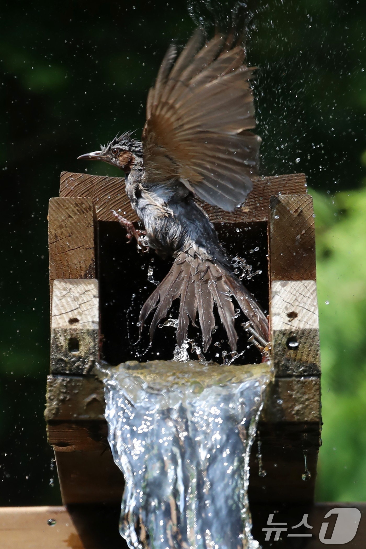 (부산=뉴스1) 윤일지 기자 = 무더위가 이어진 8일 부산 남구 대연수목전시원에서 직박구리 한 마리가 물레방아에 흐르는 시원한 물에 날아들어 더위를 식히며 목욕을 하고 있다.  2 …