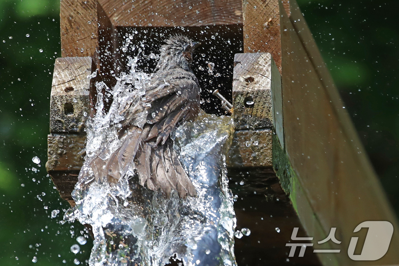 (부산=뉴스1) 윤일지 기자 = 무더위가 이어진 8일 부산 남구 대연수목전시원에서 직박구리 한 마리가 물레방아에 흐르는 시원한 물에 날아들어 더위를 식히며 목욕을 하고 있다.  2 …
