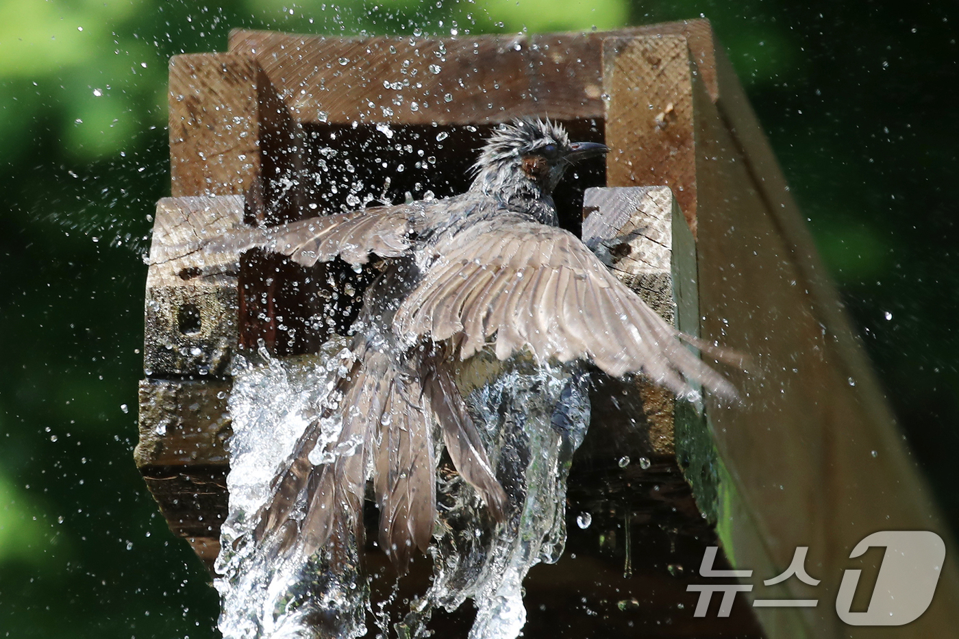 (부산=뉴스1) 윤일지 기자 = 무더위가 이어진 8일 부산 남구 대연수목전시원에서 직박구리 한 마리가 물레방아에 흐르는 시원한 물에 날아들어 더위를 식히며 목욕을 하고 있다.  2 …