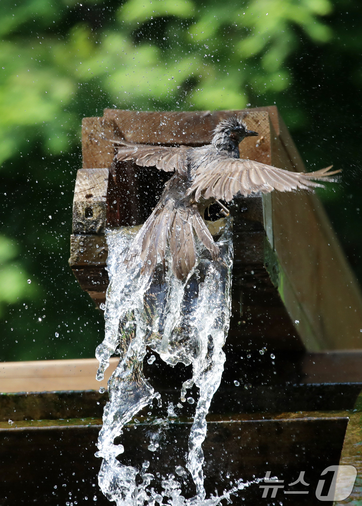 (부산=뉴스1) 윤일지 기자 = 무더위가 이어진 8일 부산 남구 대연수목전시원에서 직박구리 한 마리가 물레방아에 흐르는 시원한 물에 날아들어 더위를 식히며 목욕을 하고 있다.  2 …