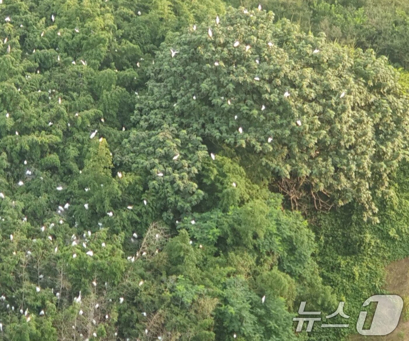 본문 이미지 - 전남 나주 송월동의 한 아파트 인근에 백로떼가 서식하면서 주민들이 악취와 소음 등 피해를 호소하고 있다. 사진은 아파트에서 바라본 백로떼의 모습.(독자 제공. 재판매 및 DB 금지) 