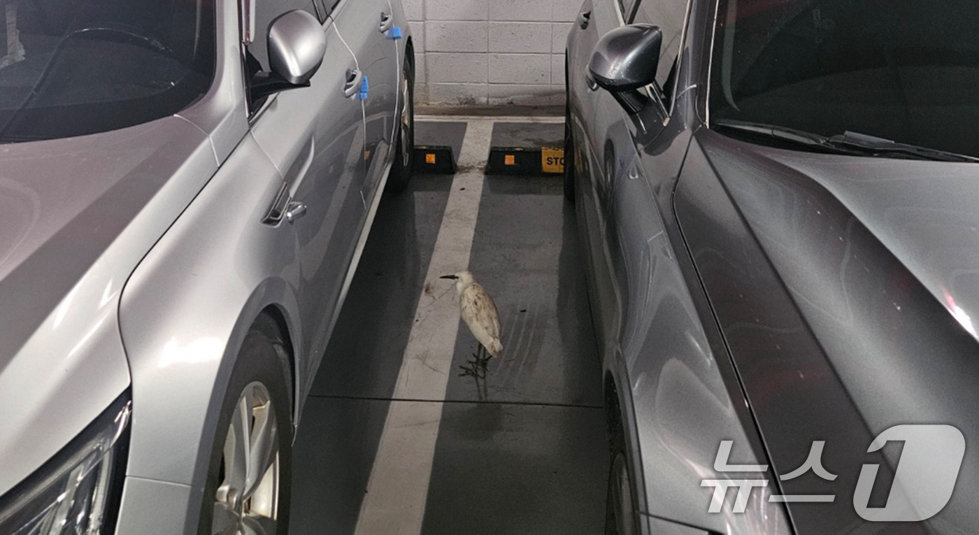 (광주=뉴스1) 박지현 기자 = 전남 나주 송월동의 한 아파트 인근에 백로떼가 서식하면서 주민들이 악취와 소음 등 피해를 호소하고 있다. 사진은 주차장에 들어온 백로의 모습.(독자 …