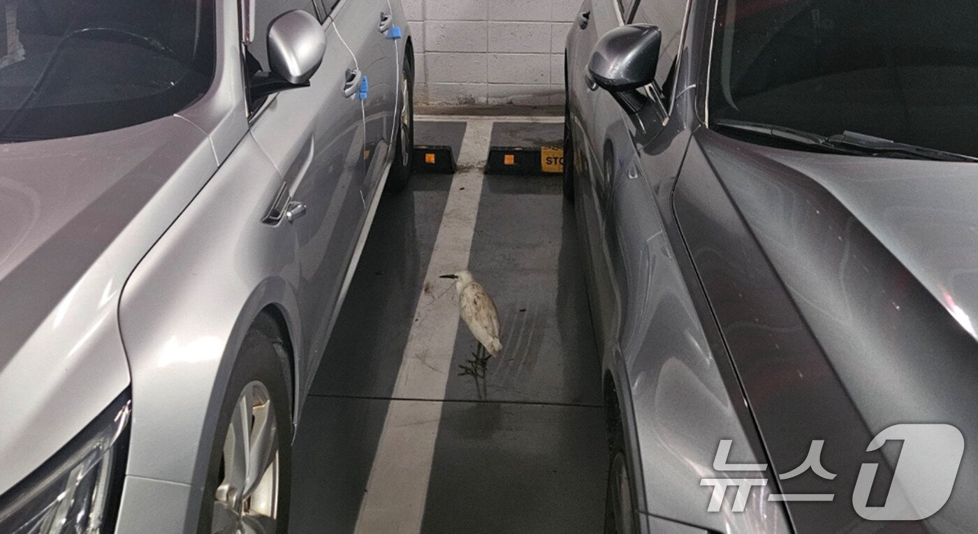 본문 이미지 - 전남 나주 송월동의 한 아파트 인근에 백로떼가 서식하면서 주민들이 악취와 소음 등 피해를 호소하고 있다. 사진은 주차장에 들어온 백로의 모습.(독자 제공. 재판매 및 DB 금지) 2025.7.9/뉴스1